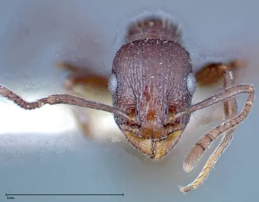 Temnothorax oraniensis specimen FOCOL0205-2 image focol0205-2_2