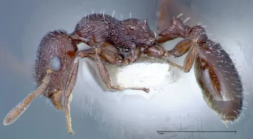 Temnothorax oraniensis specimen FOCOL0205-2 image focol0205-2_3
