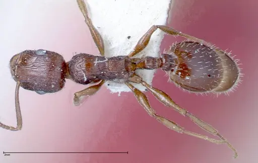 Temnothorax oraniensis specimen FOCOL0205-3 image focol0205-3_1