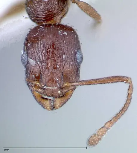 Temnothorax oraniensis specimen FOCOL0205-3 image focol0205-3_2