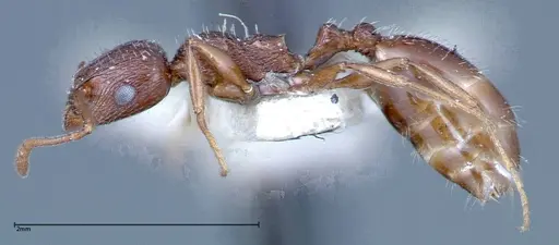 Temnothorax oraniensis specimen FOCOL0205-3 image focol0205-3_3