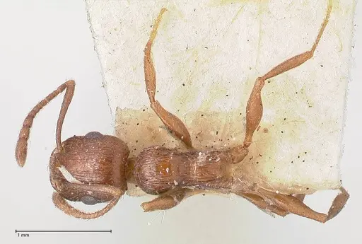 Temnothorax oraniensis specimen FOCOL0769 image focol0769_1