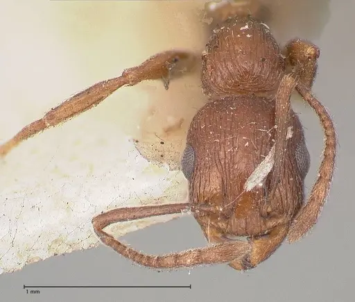 Temnothorax oraniensis specimen FOCOL0769 image focol0769_2