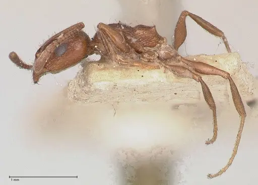 Temnothorax oraniensis specimen FOCOL0769 image focol0769_3