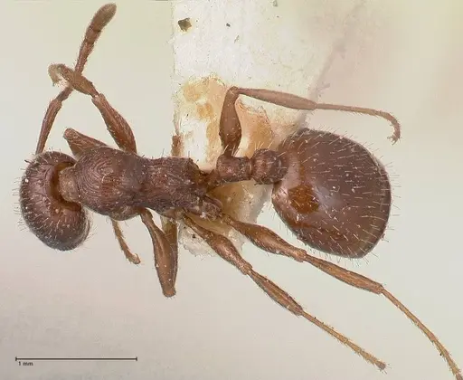 Temnothorax oraniensis specimen FOCOL0770 image focol0770_1