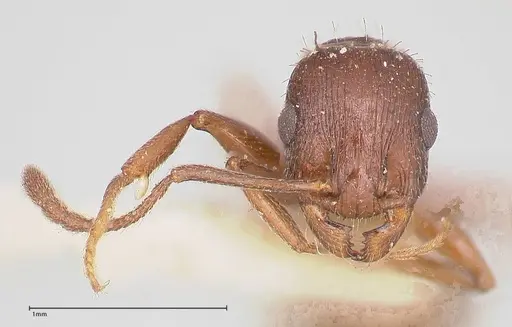 Temnothorax oraniensis specimen FOCOL0770 image focol0770_2