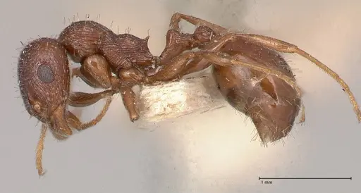 Temnothorax oraniensis specimen FOCOL0770 image focol0770_3