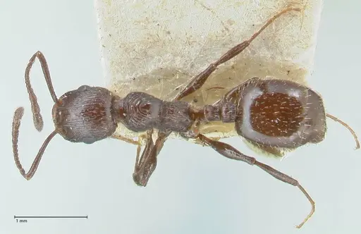 Temnothorax oraniensis specimen FOCOL2031 image focol2031_1