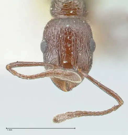 Temnothorax oraniensis specimen FOCOL2031 image focol2031_2