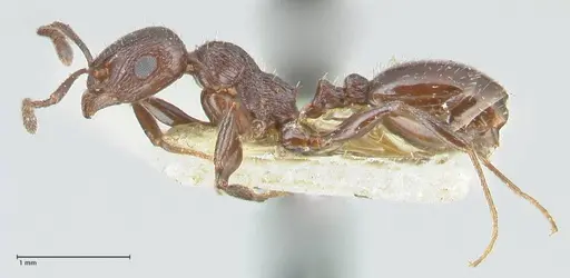 Temnothorax oraniensis specimen FOCOL2031 image focol2031_3