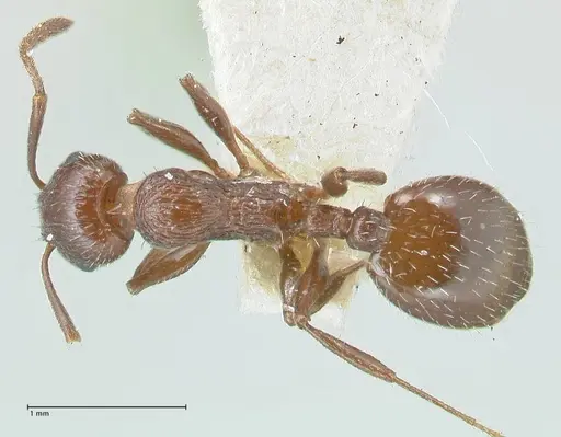 Temnothorax oraniensis specimen FOCOL2032 image focol2032_1