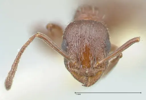 Temnothorax oraniensis specimen FOCOL2032 image focol2032_2