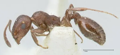 Temnothorax oraniensis specimen FOCOL2032 image focol2032_3