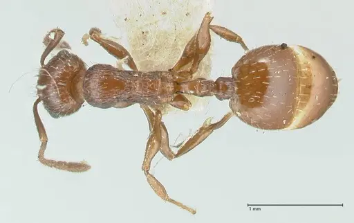 Temnothorax oraniensis specimen FOCOL2033 image focol2033_1