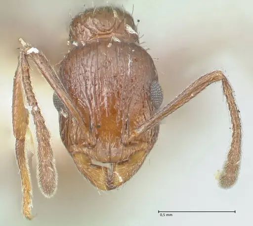 Temnothorax oraniensis specimen FOCOL2033 image focol2033_2