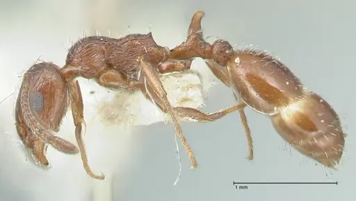 Temnothorax oraniensis specimen FOCOL2033 image focol2033_3