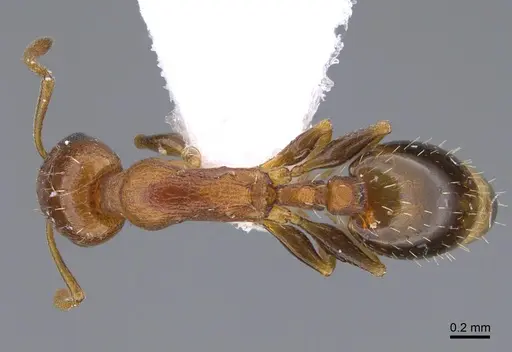 Temnothorax oreades specimen CASENT0923710 image casent0923710_1