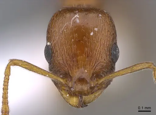 Temnothorax oreades specimen CASENT0923710 image casent0923710_2
