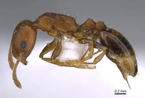 Temnothorax oreades specimen CASENT0923710 image casent0923710_3