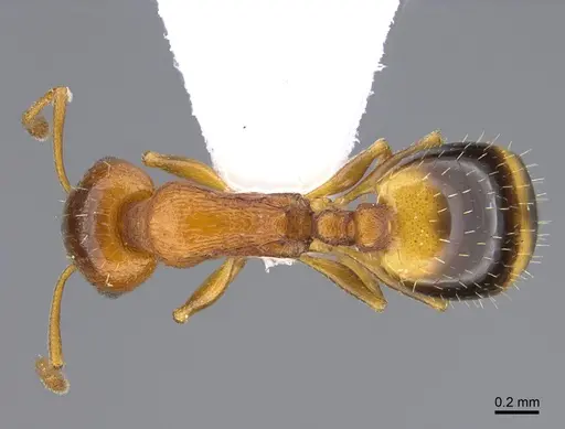 Temnothorax oreades specimen CASENT0923711 image casent0923711_1