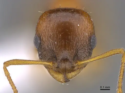 Temnothorax oreades specimen CASENT0923711 image casent0923711_2
