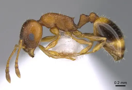 Temnothorax oreades specimen CASENT0923711 image casent0923711_3
