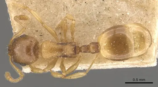 Temnothorax oxianus specimen CASENT0909044 image casent0909044_1