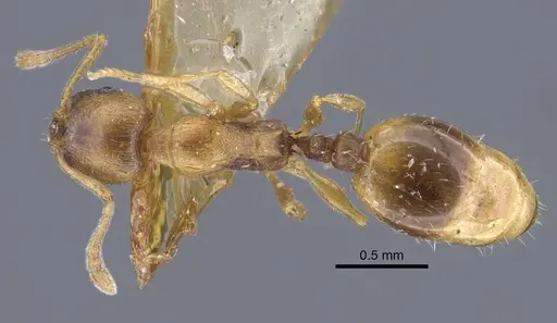 Temnothorax oxianus specimen CASENT0917442 image casent0917442_1