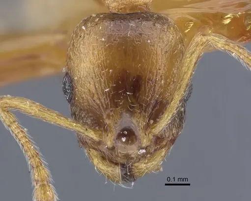 Temnothorax oxianus specimen CASENT0917442 image casent0917442_2