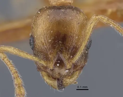 Temnothorax oxianus specimen CASENT0917442 image casent0917442_3