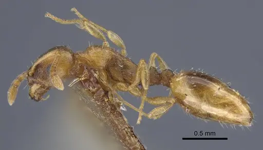 Temnothorax oxianus specimen CASENT0917442 image casent0917442_4