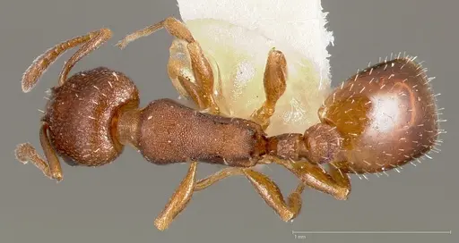 Temnothorax oxynodis specimen CASENT0005443 image casent0005443_1