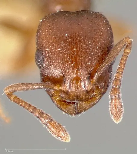 Temnothorax oxynodis specimen CASENT0005443 image casent0005443_2