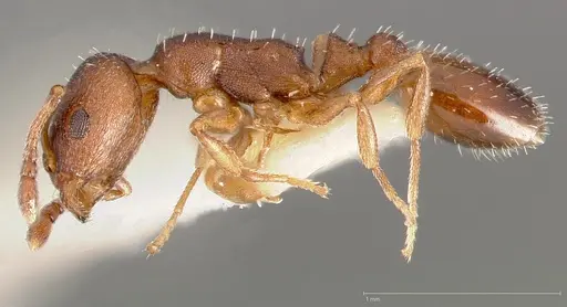 Temnothorax oxynodis specimen CASENT0005443 image casent0005443_3