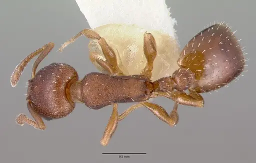 Temnothorax oxynodis specimen CASTYPE17706 image castype17706_1