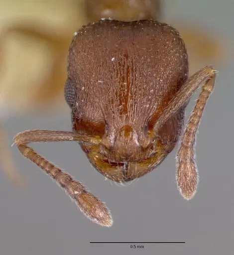 Temnothorax oxynodis specimen CASTYPE17706 image castype17706_2