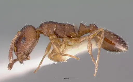 Temnothorax oxynodis specimen CASTYPE17706 image castype17706_3