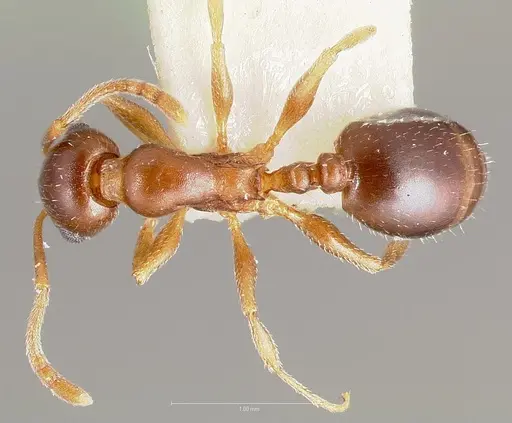Temnothorax paiute specimen CASENT0005932 image casent0005932_1