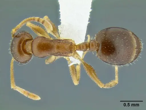 Temnothorax paiute specimen CASENT0005932 image casent0005932_2