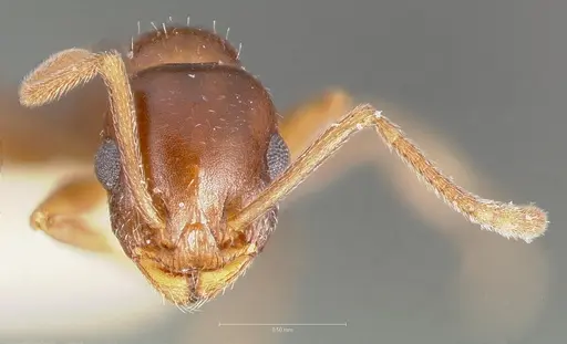 Temnothorax paiute specimen CASENT0005932 image casent0005932_3