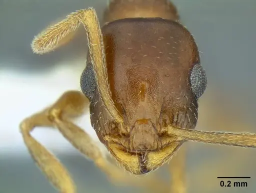 Temnothorax paiute specimen CASENT0005932 image casent0005932_4