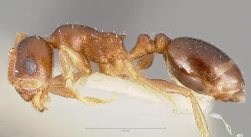 Temnothorax paiute specimen CASENT0005932 image casent0005932_5