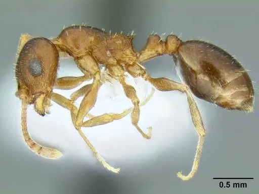 Temnothorax paiute specimen CASENT0005932 image casent0005932_6