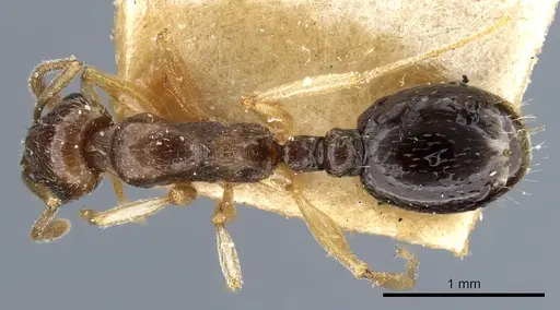 Temnothorax pallidipes specimen CASENT0904738 image casent0904738_1