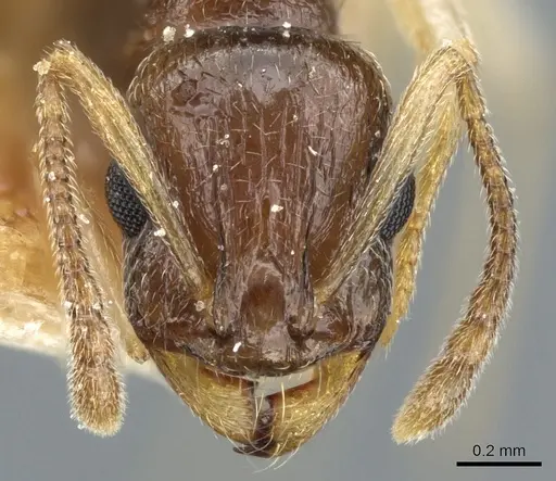 Temnothorax pallidipes specimen CASENT0904738 image casent0904738_2