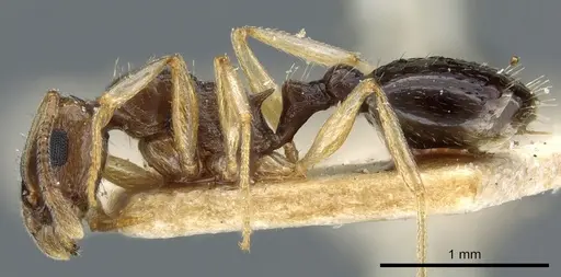 Temnothorax pallidipes specimen CASENT0904738 image casent0904738_3