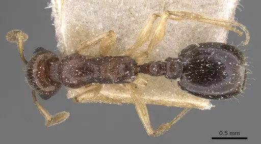 Temnothorax pallidipes specimen CASENT0912979 image casent0912979_1