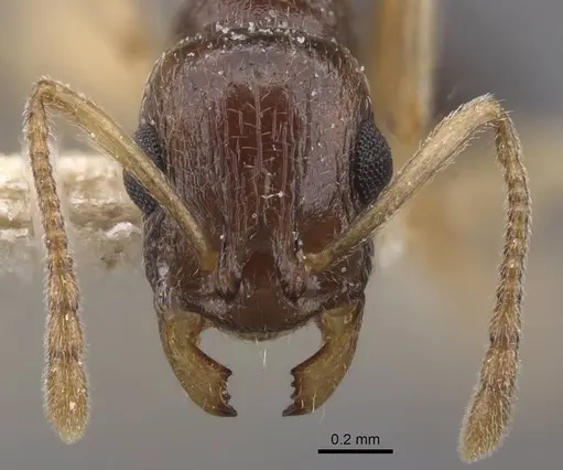 Temnothorax pallidipes specimen CASENT0912979 image casent0912979_2