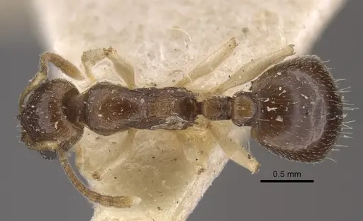 Temnothorax pallidipes specimen CASENT0917830 image casent0917830_1