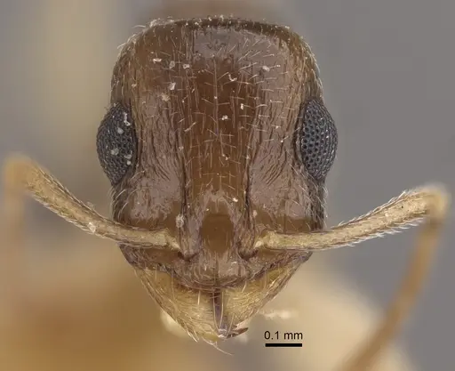 Temnothorax pallidipes specimen CASENT0917830 image casent0917830_2